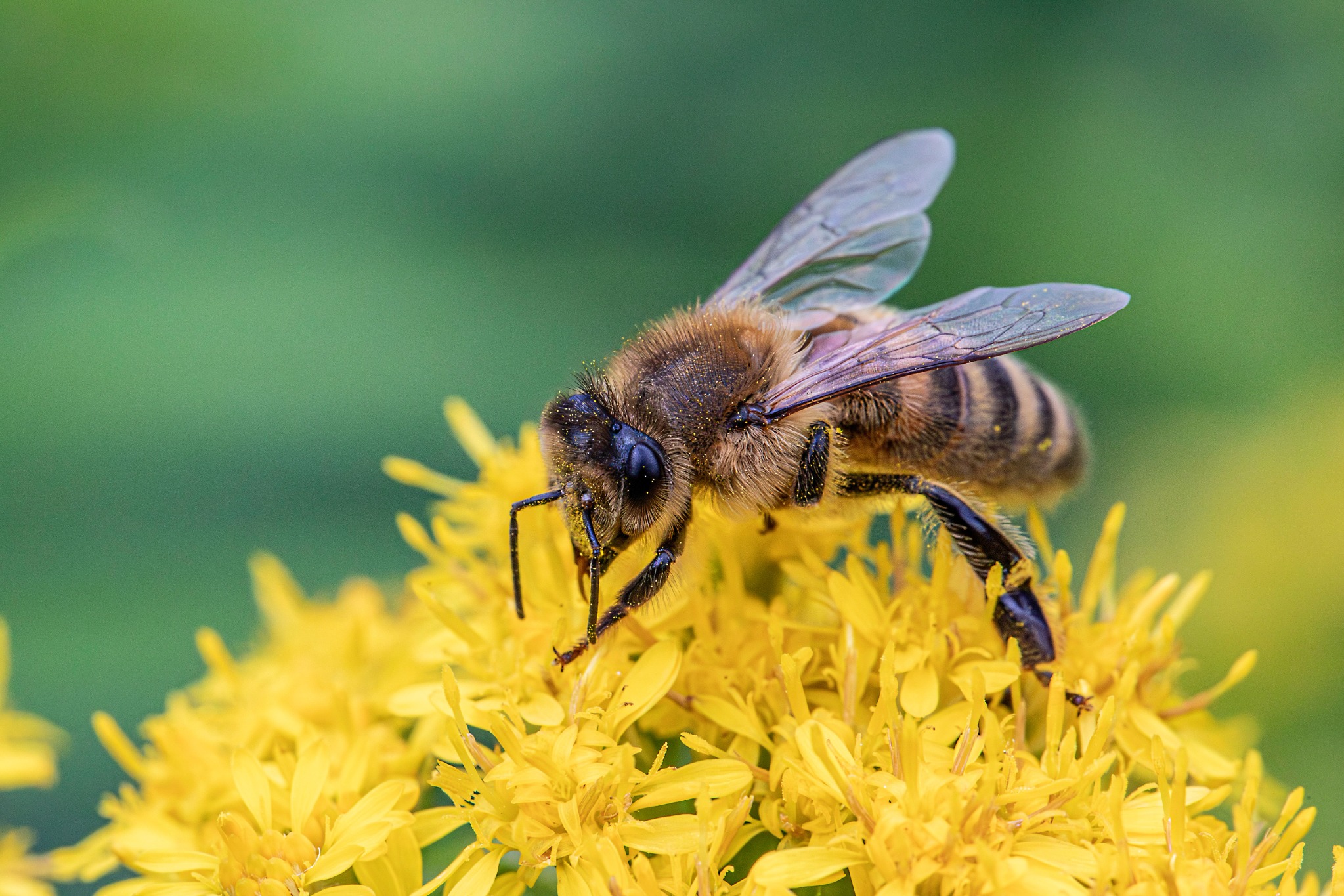 Honey bee feeding on a flower
