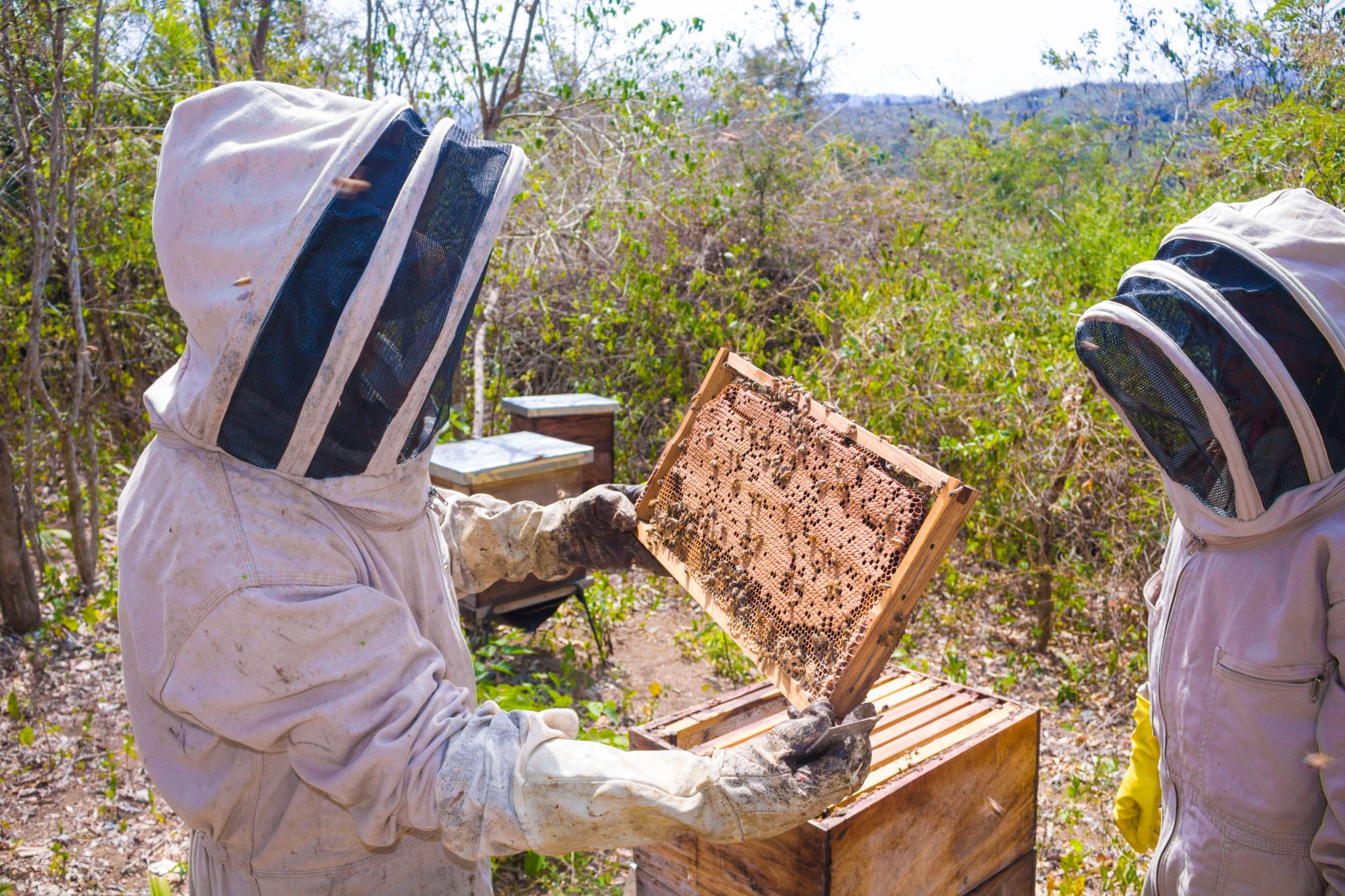Honey harvest from the apiary